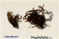 藏品(剪葉蘚屬)的圖片